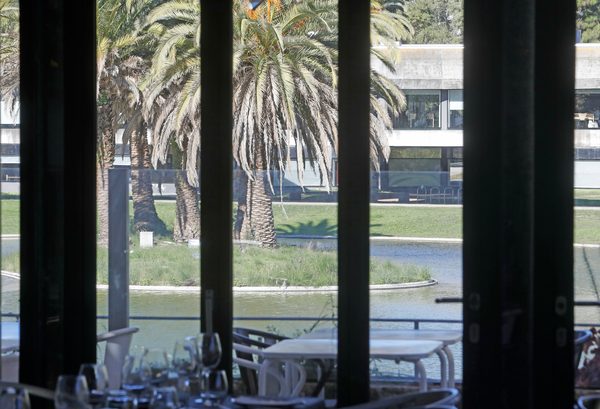 Instagram Lago Lisboa — palmeiras do Jardim do Campo Grande